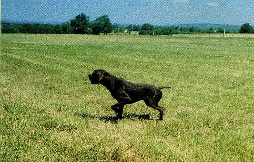 Dressage du chien d'arrêt, conseils et vidéos le Niveau 1 Dressage du chien d'arrêt, conseils et vidéos le Niveau 1