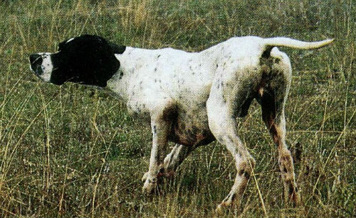 DRESSAGE DU CHIEN D ARRET NIVEAU 1 2 dressage-du-chien-d-arret-niveau-1-2