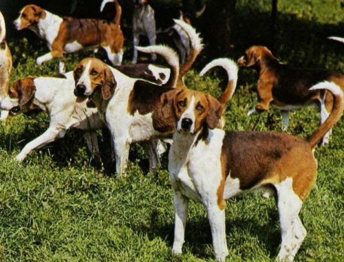 Beagle Harrier